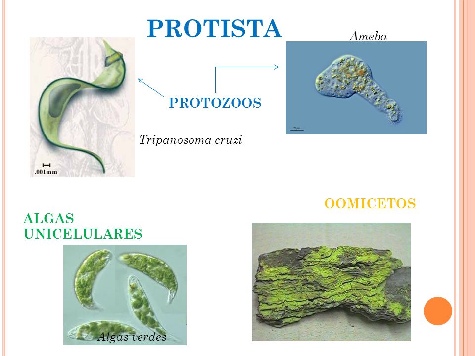 un protozoo y una alga